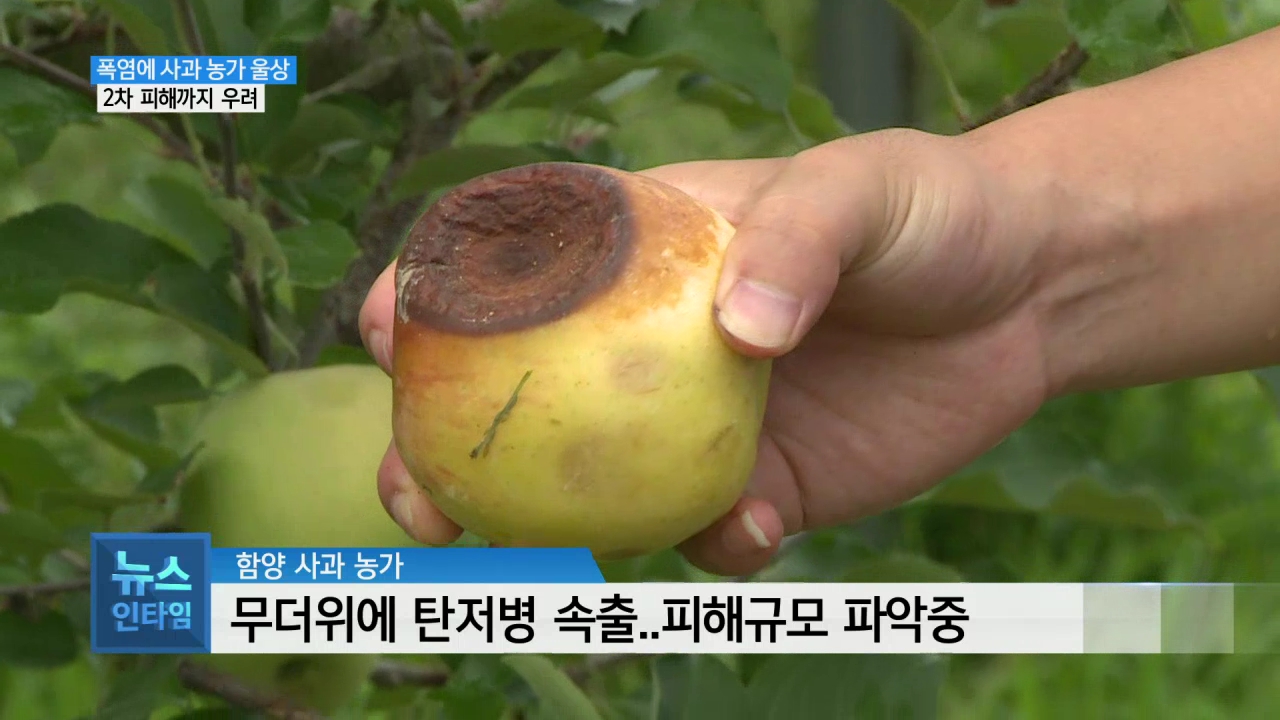 (R) 폭염에 사과 농가 직격타..2차 피해도 우려 사진