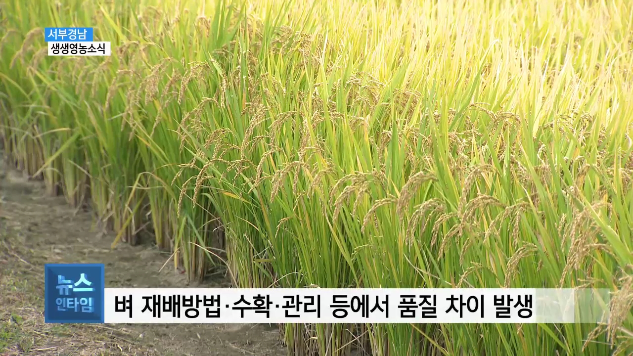 (섹션R) 생생영농소식 - 벼 적기 수확, 쌀 품질 좌우 사진
