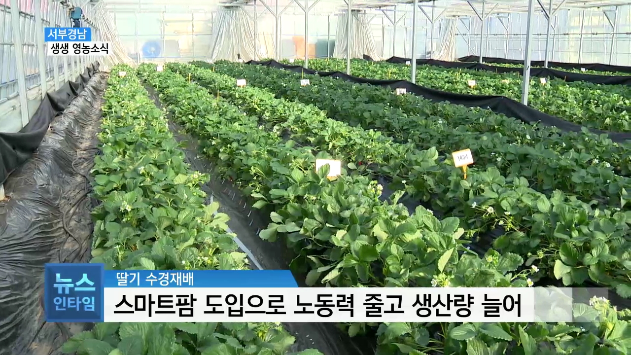 (섹션R) 생생영농소식 - 스마트팜으로 딸기 생산성 증대 사진