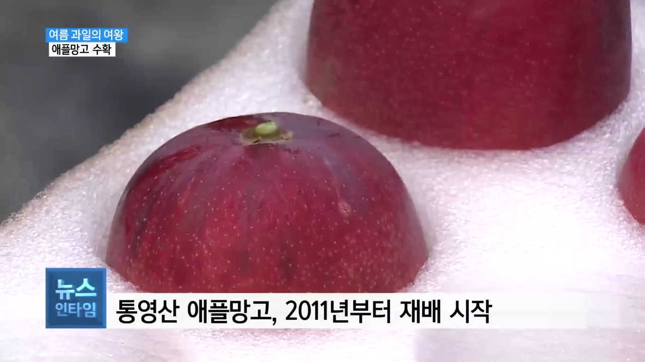 (경남R) '붉은 보석' 통영 애플망고 수확 사진