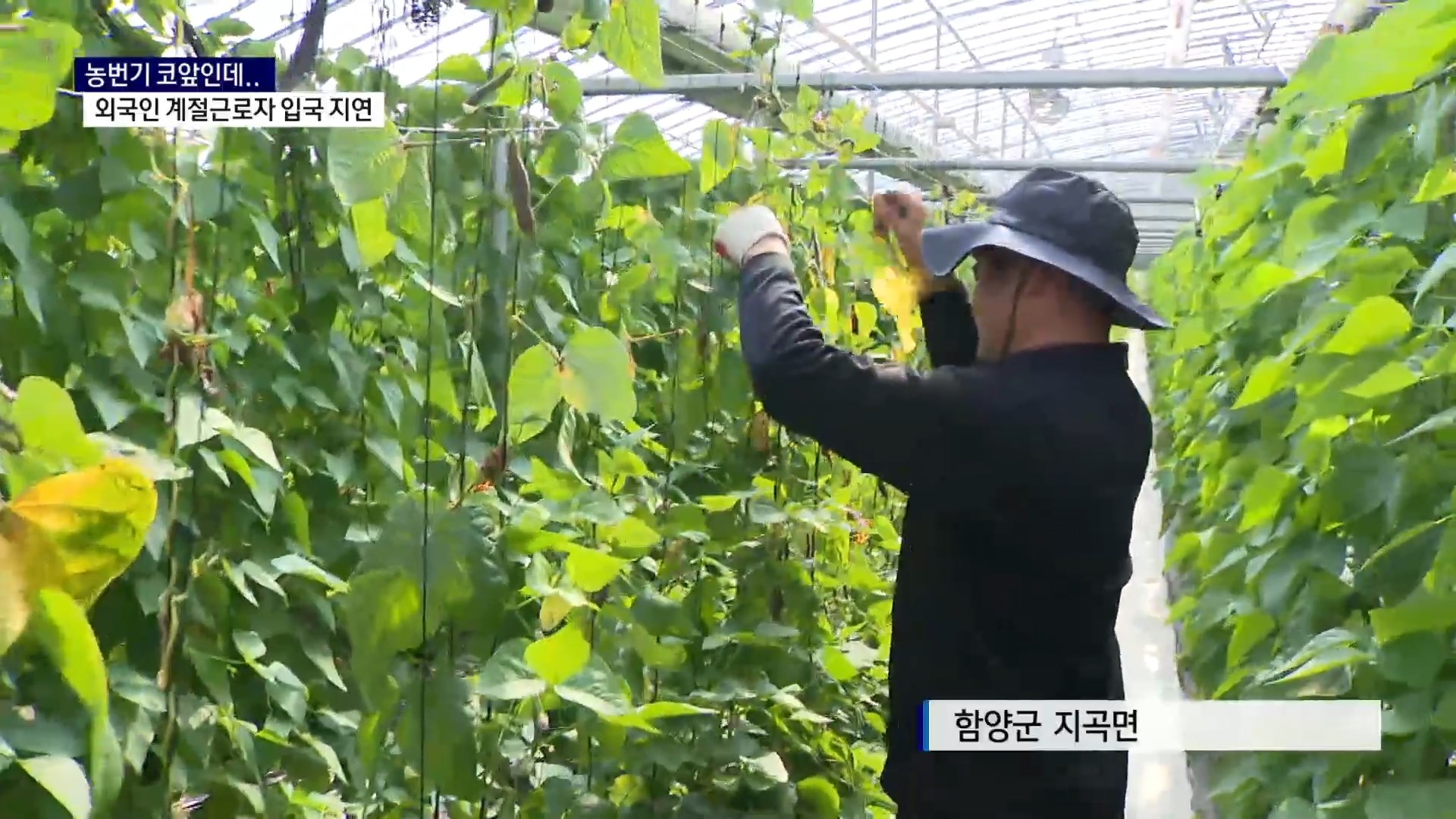 (R) 농번기 코앞인데..외국인 계절근로자 입국 지연 사진