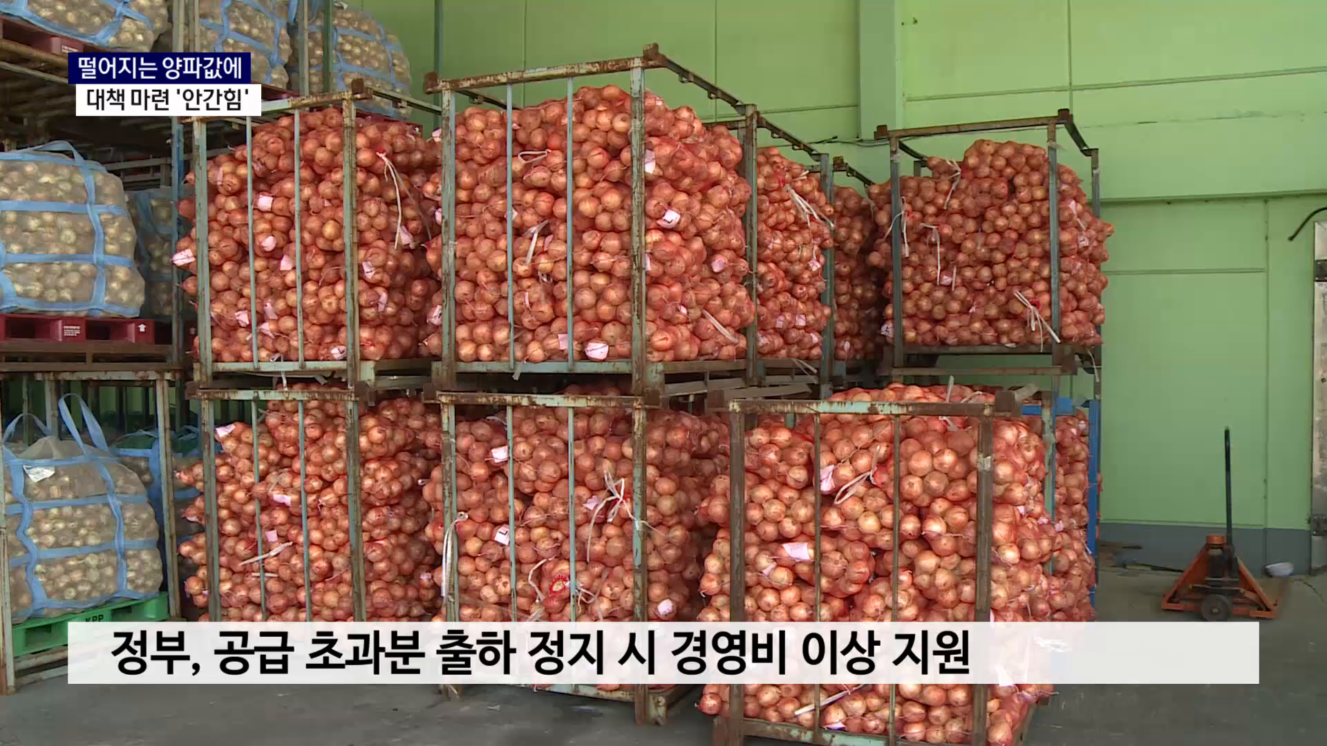 (R) 떨어지는 양파값에..대책 마련 '안간힘' 사진