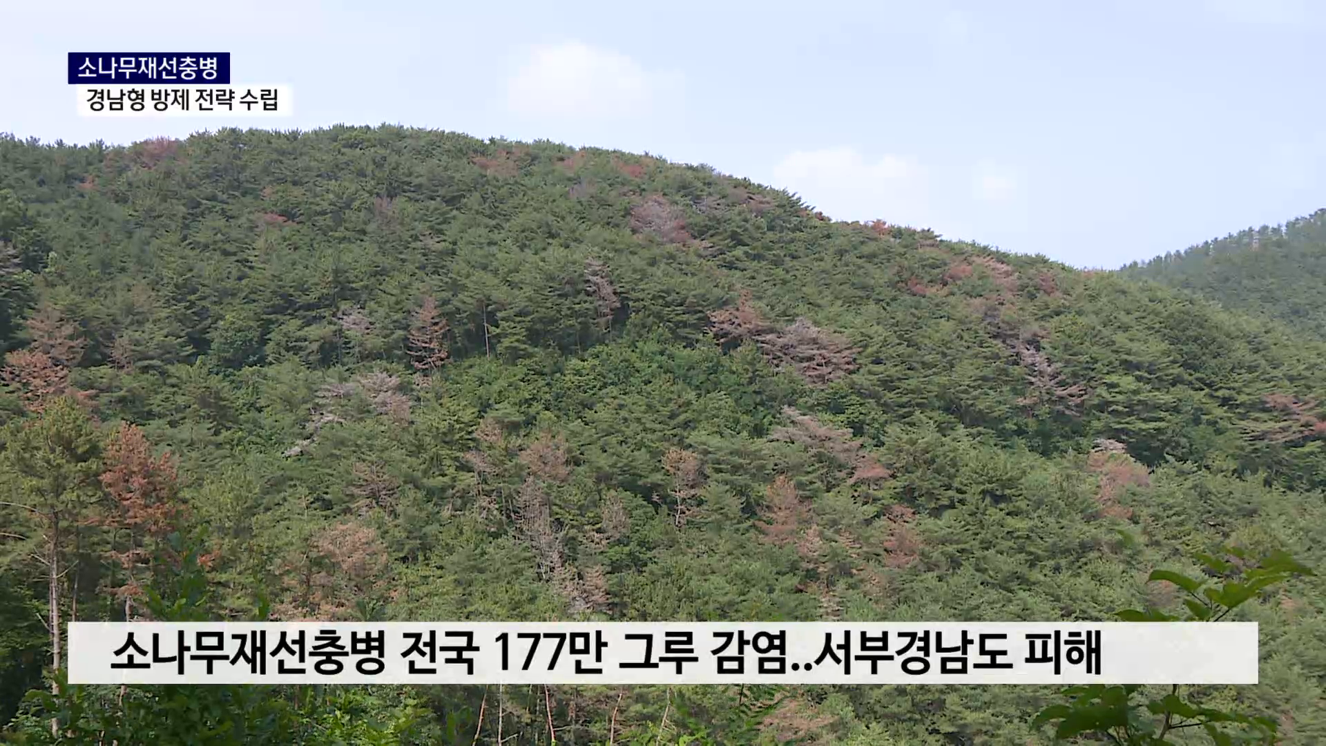 (R) 베어내도 번지는 재선충병..경남, 선제 방제로 사진