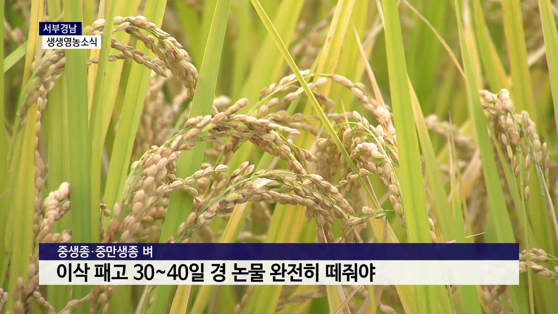(섹션R) 9/17 생생영농소식 - 품질 좋은 쌀, 적기 수확이 핵심 사진