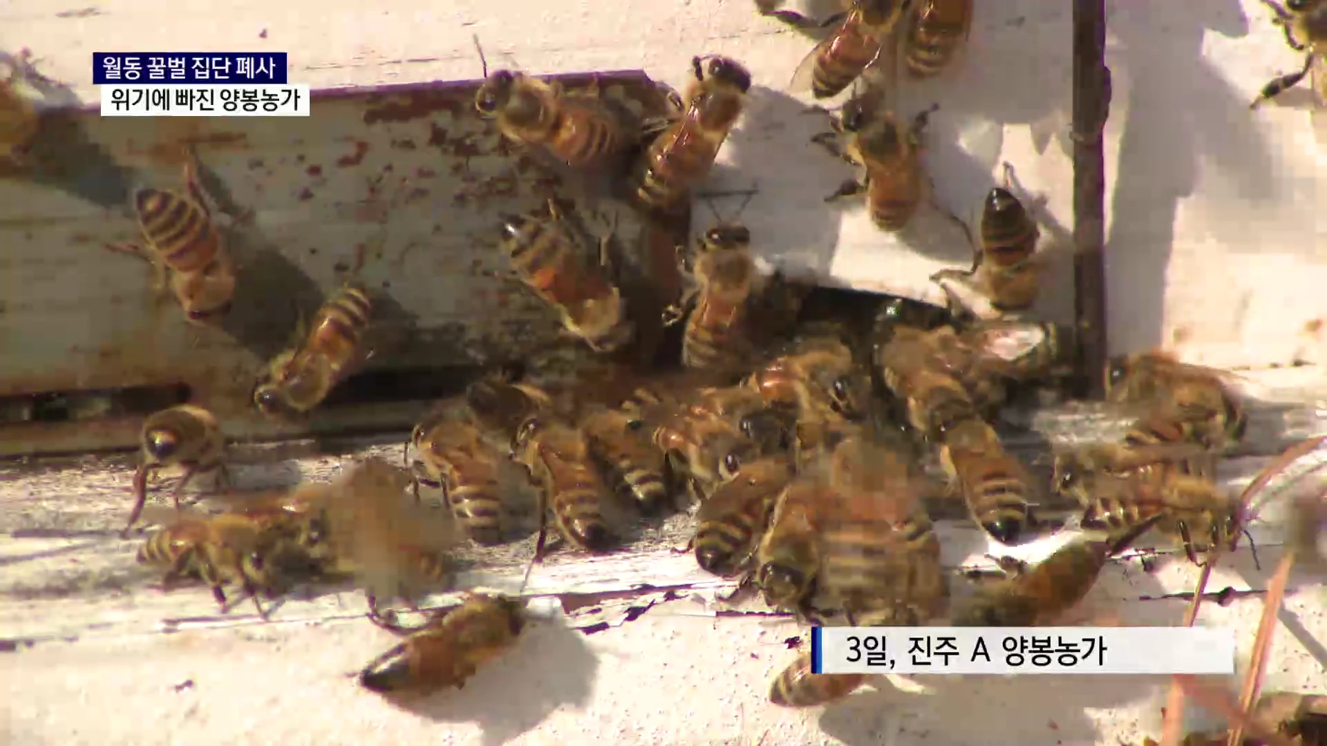 (R) 꿀벌이 사라진다..양봉농가 '시름'  사진