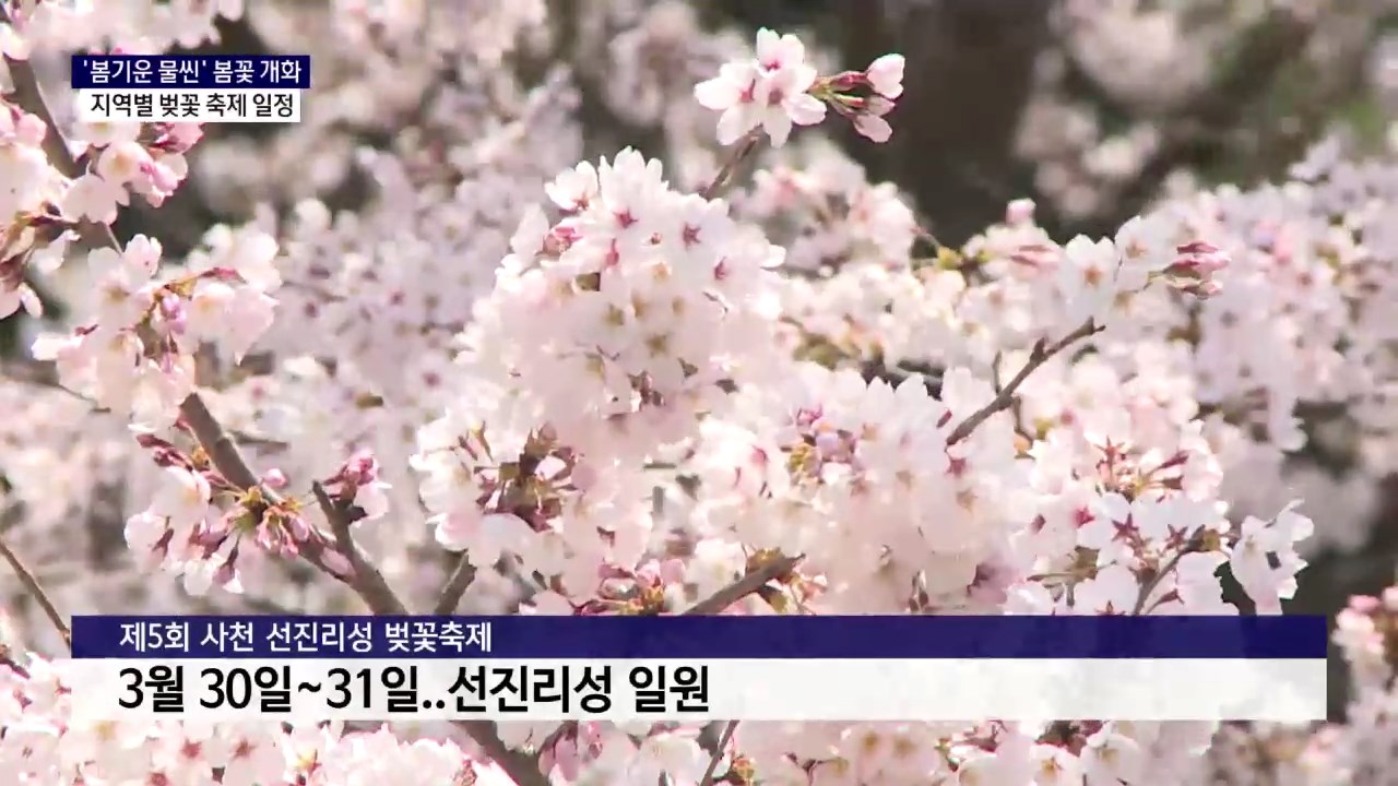 (R) '봄기운 물씬' 봄꽃 개화..지역별 벚꽃 축제 일정은 사진