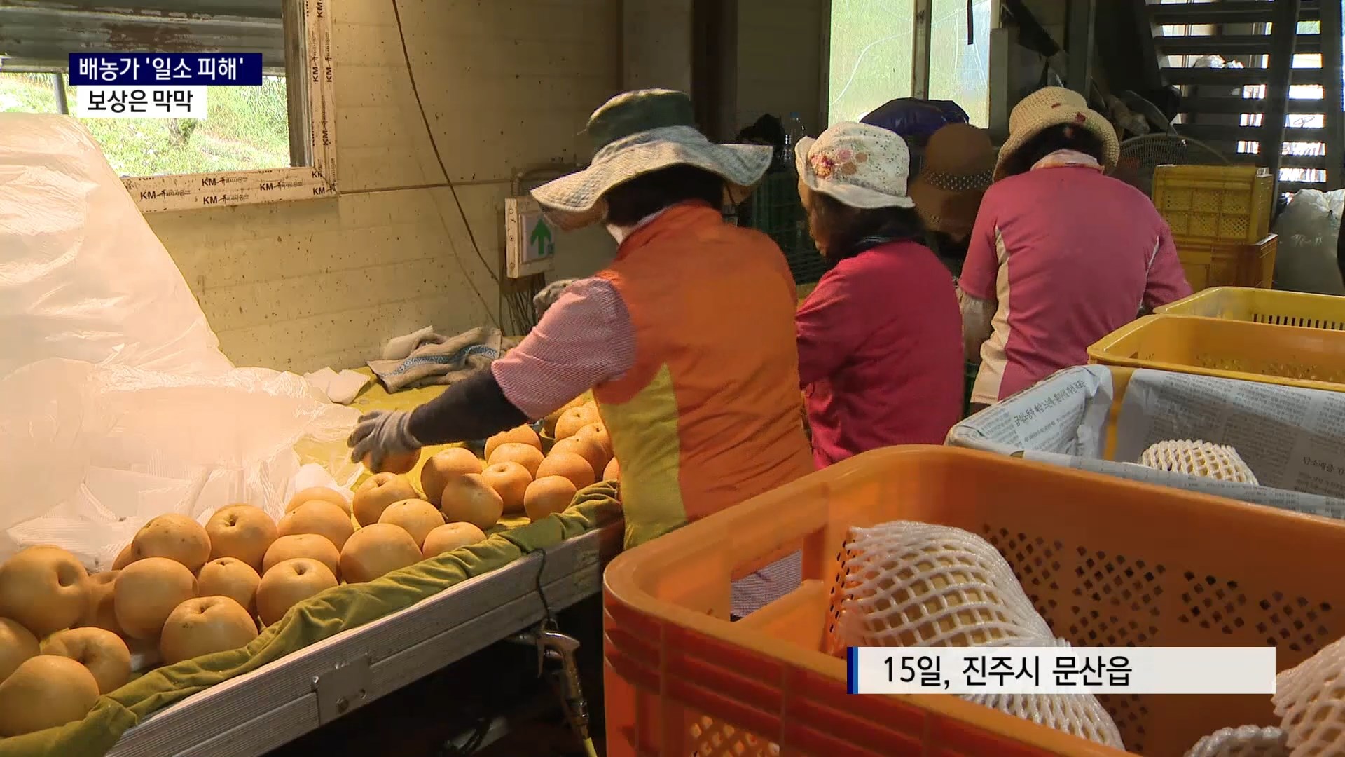 (R) 진주·하동 배농가 '일소 피해'..보상은 막막 사진