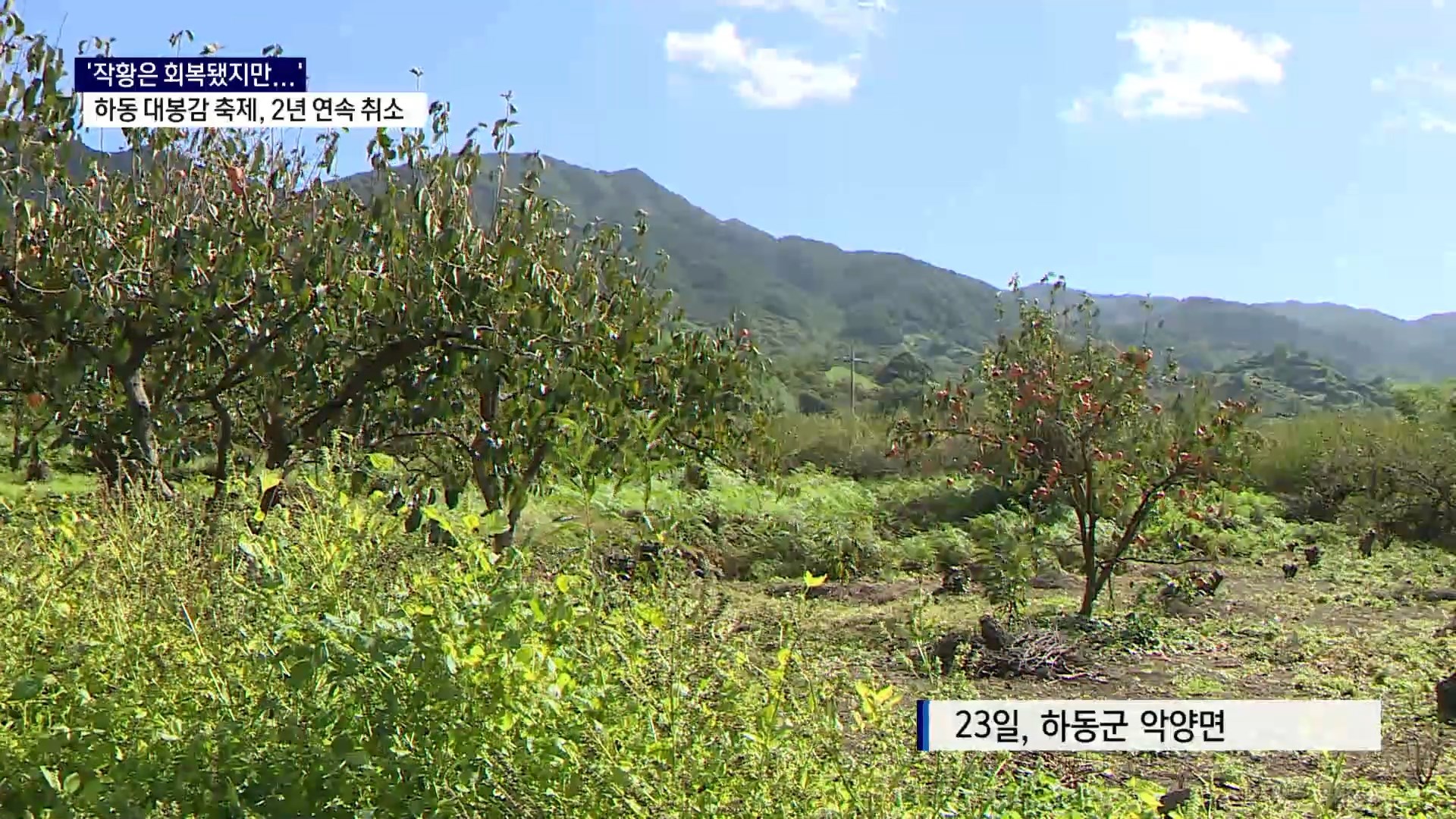 (R) 하동 악양 대봉감 축제 올해도 취소 사진