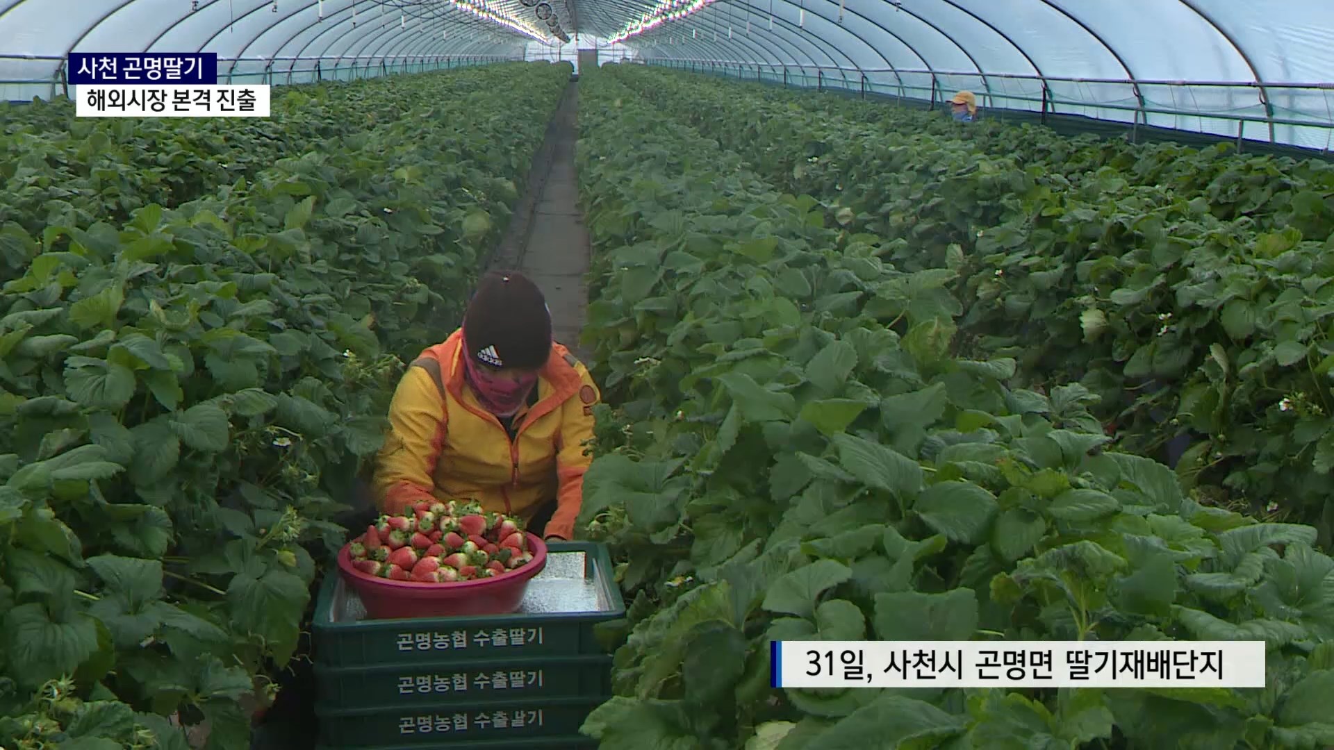 (R) 사천 곤명딸기 깐깐한 품질관리로 해외시장 개척 사진