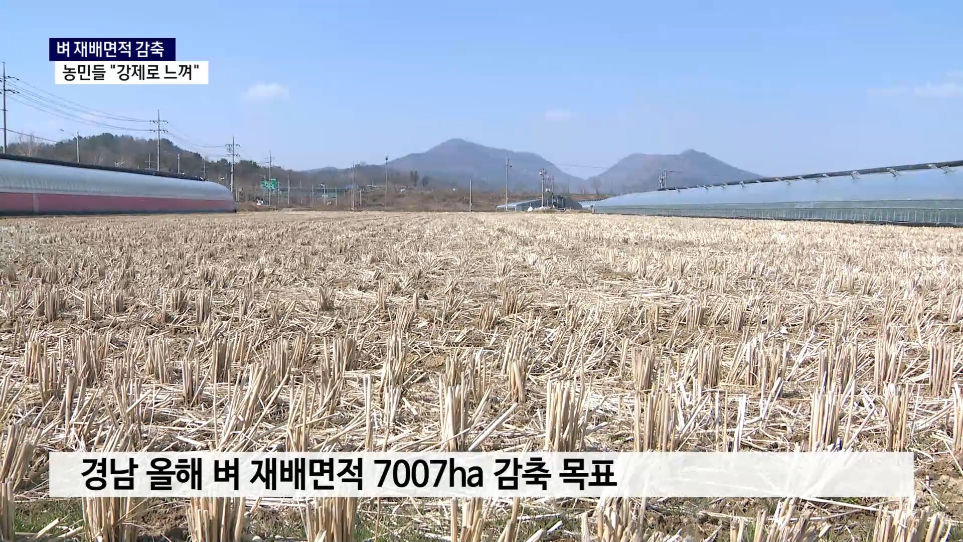 (R) 벼 재배면적 감축..농민들 