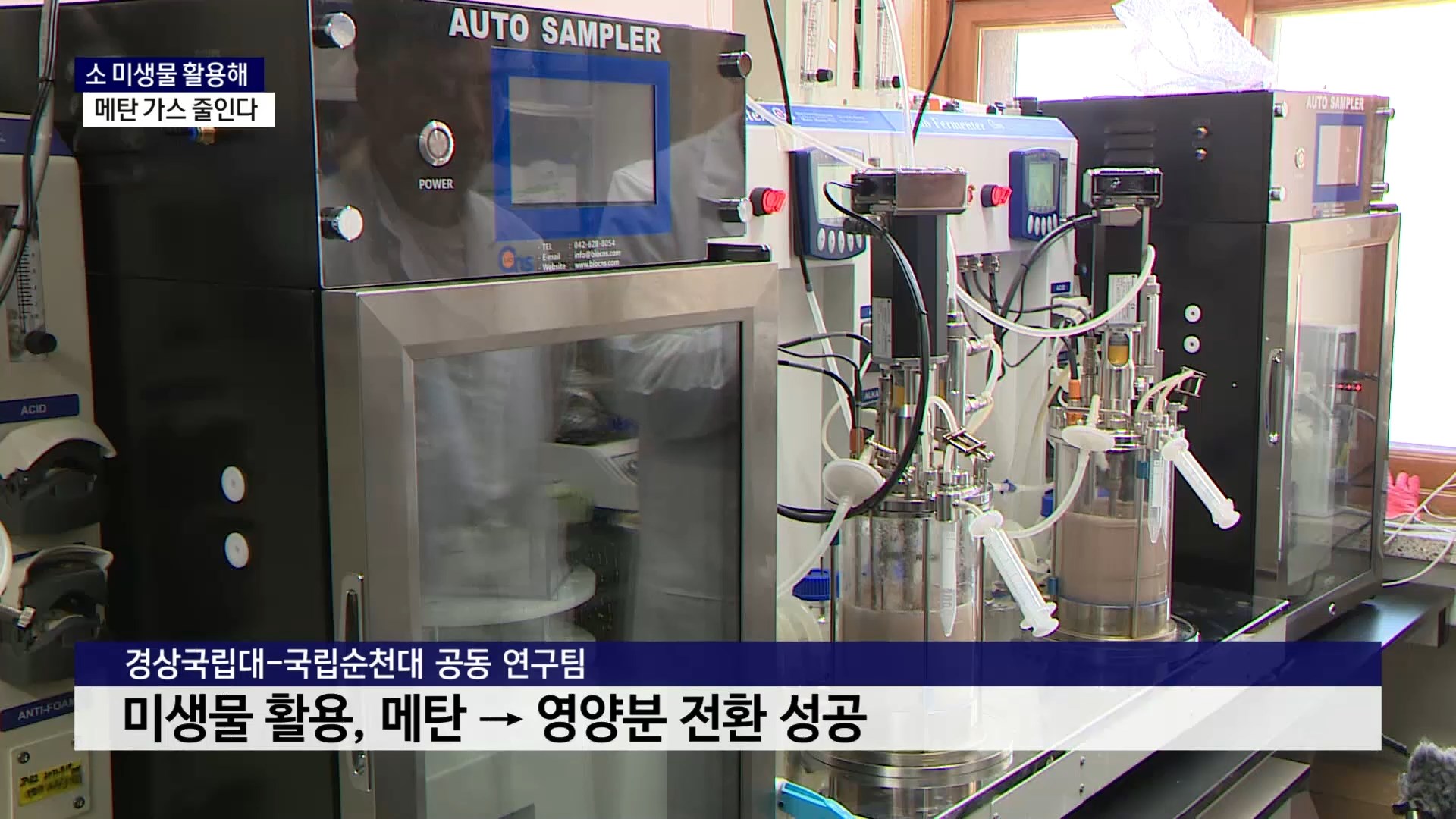 (R) 미생물 활용, 소가 배출하는 메탄 확 줄였다 사진