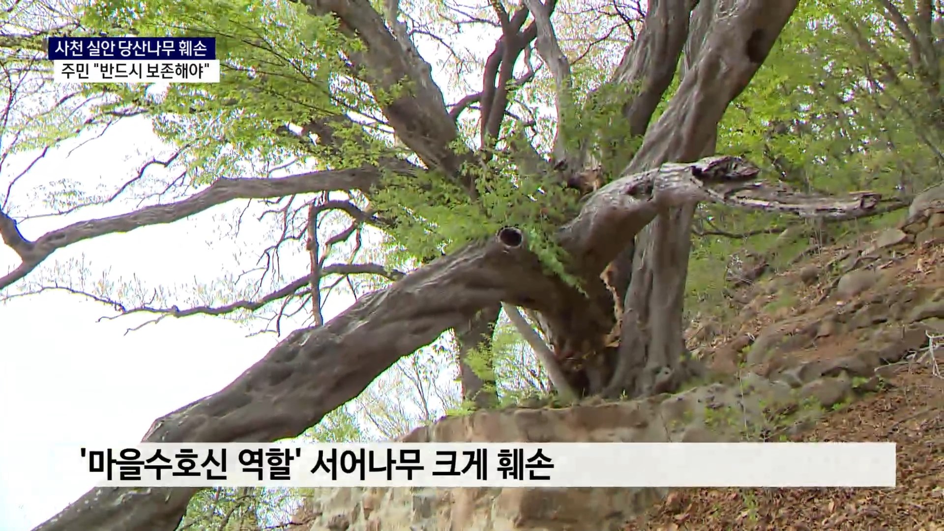 (R) 사천 실안마을 당산나무 훼손에 주민 발동동 사진