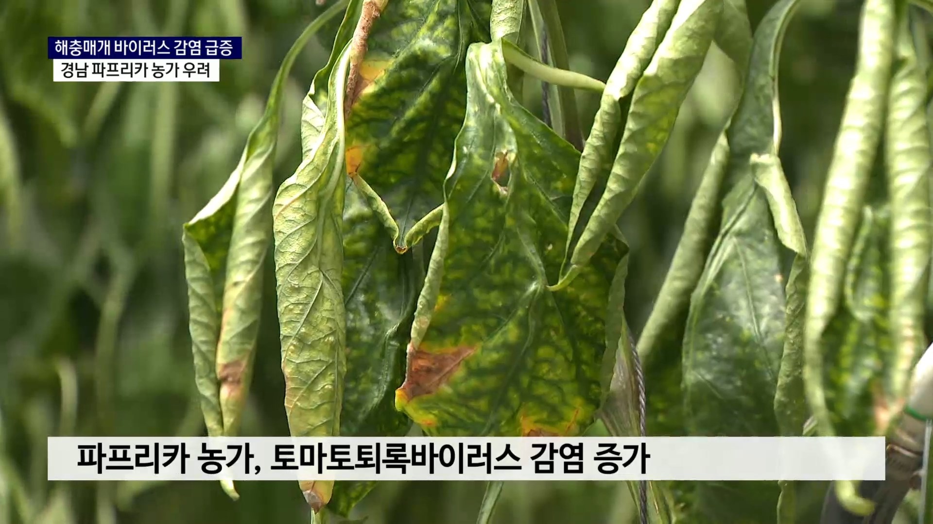 (R) 파프리카 토마토퇴록바이러스 감염 급증..