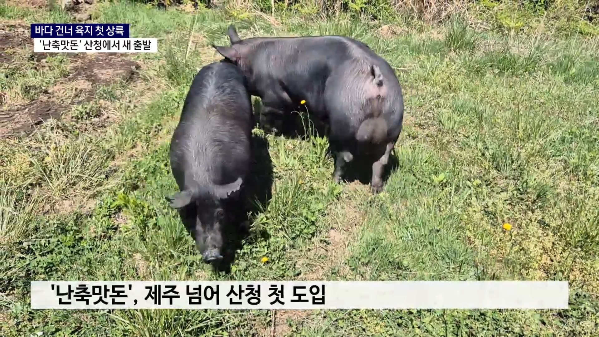 (R) 제주 흑돼지 육지 상륙..‘난축맛돈’ 경남 산청에서 첫 출발 사진