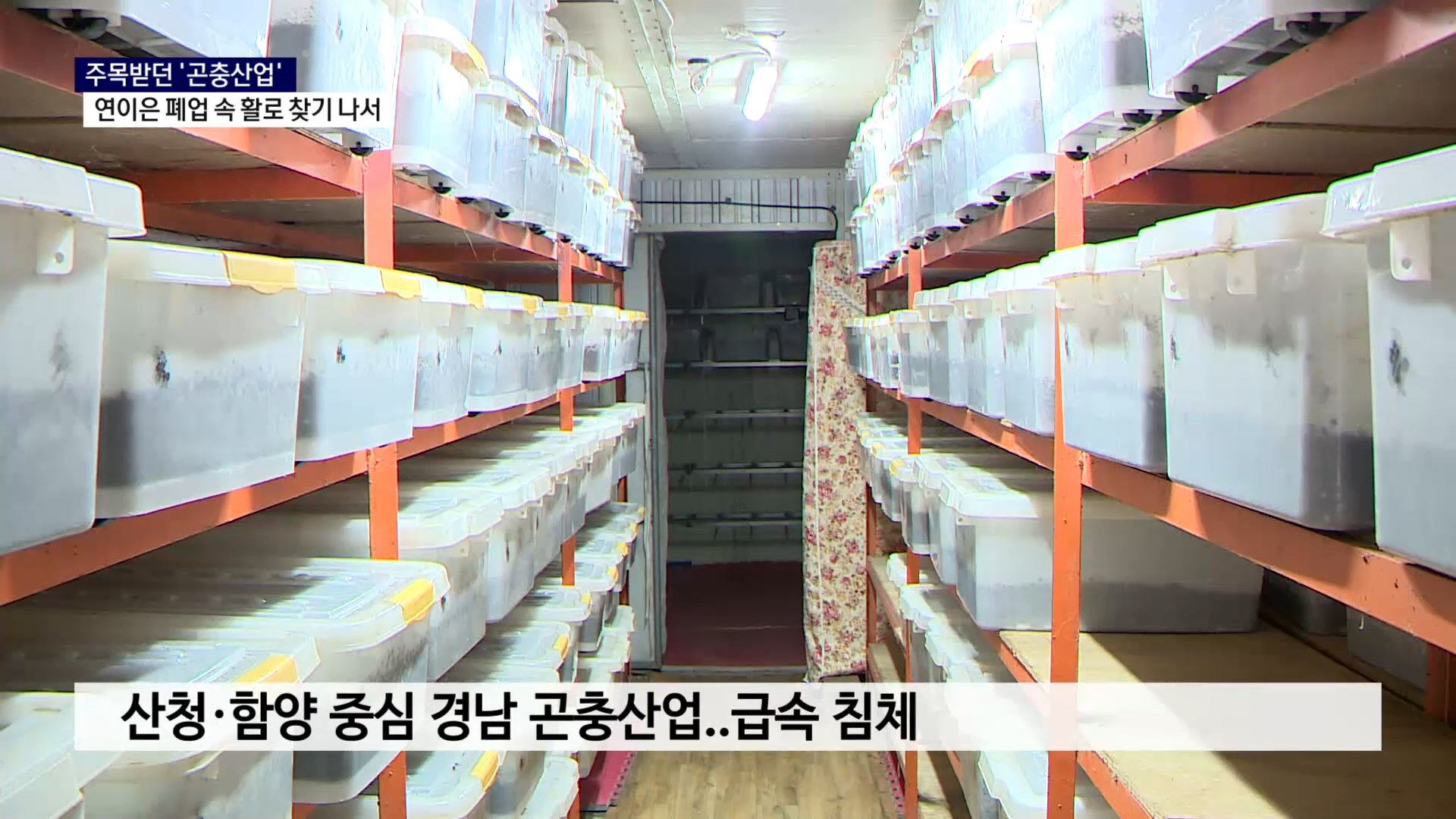 (R) 경남 곤충 농가 3곳 중 1곳 폐업..활로 찾기 나서 사진