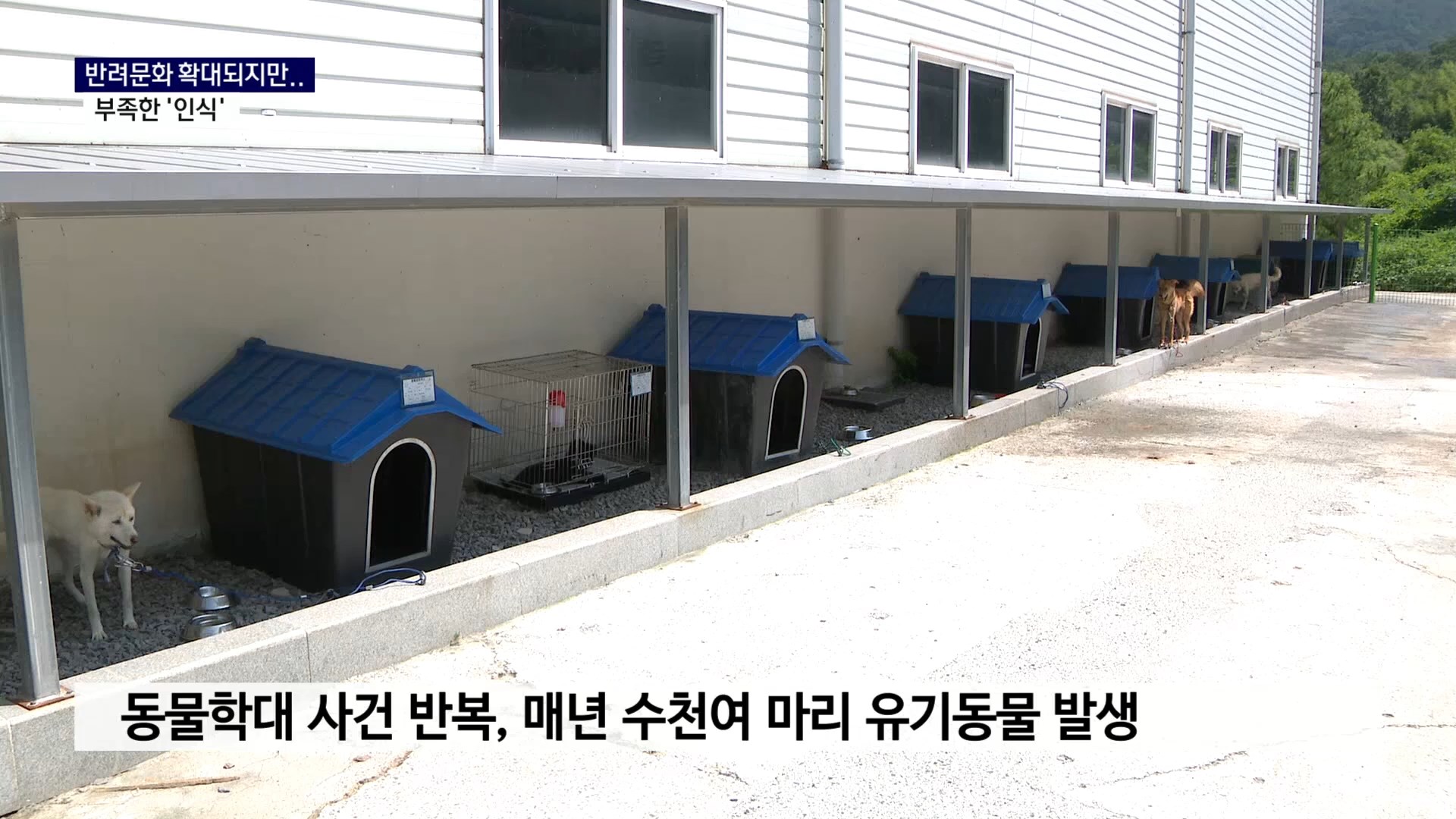 (R) 반려문화 확대되지만, 부족한 '인식' 사진