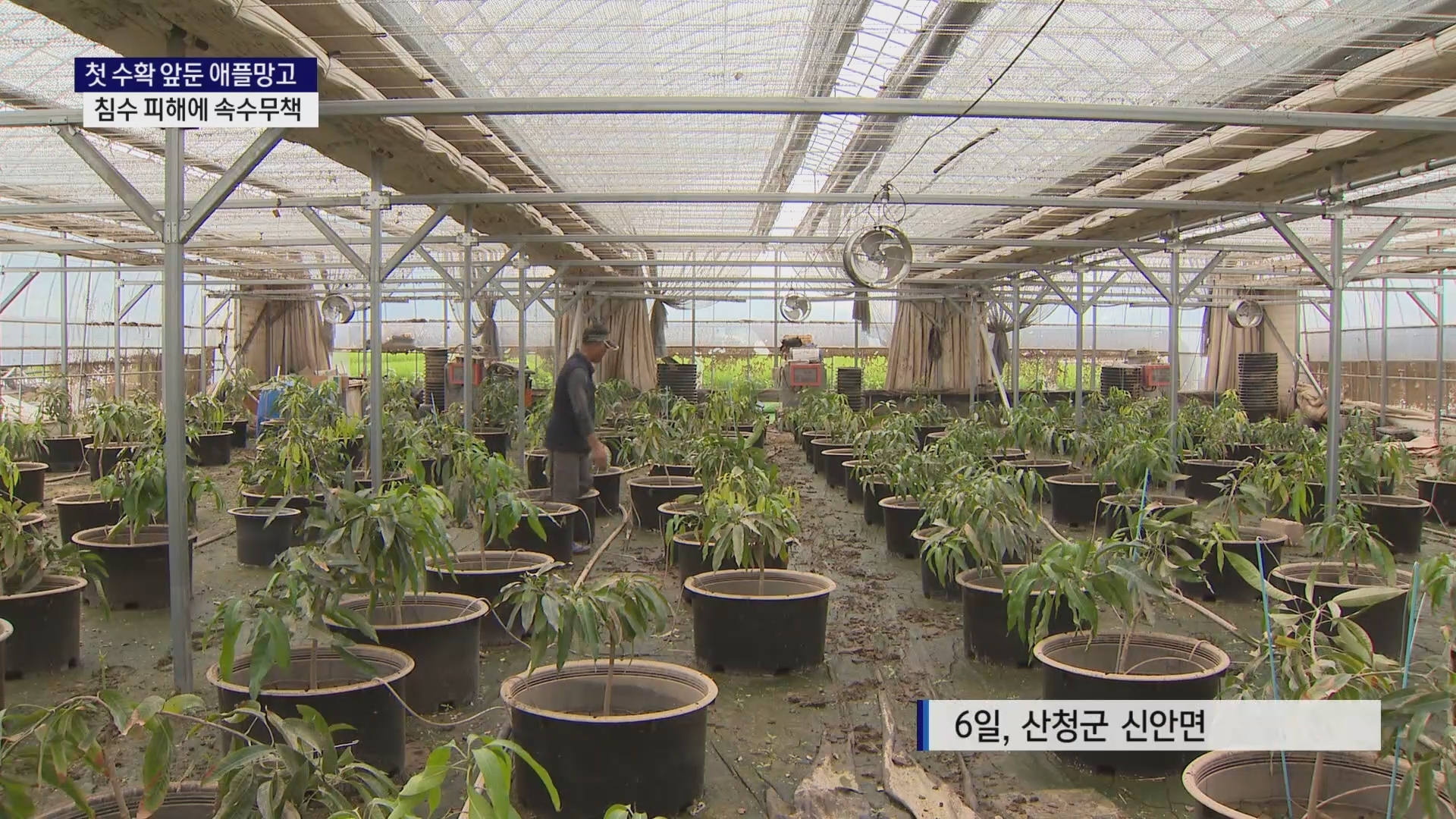 (R) 첫 수확 앞둔 애플망고..침수 피해에 속수무책 사진