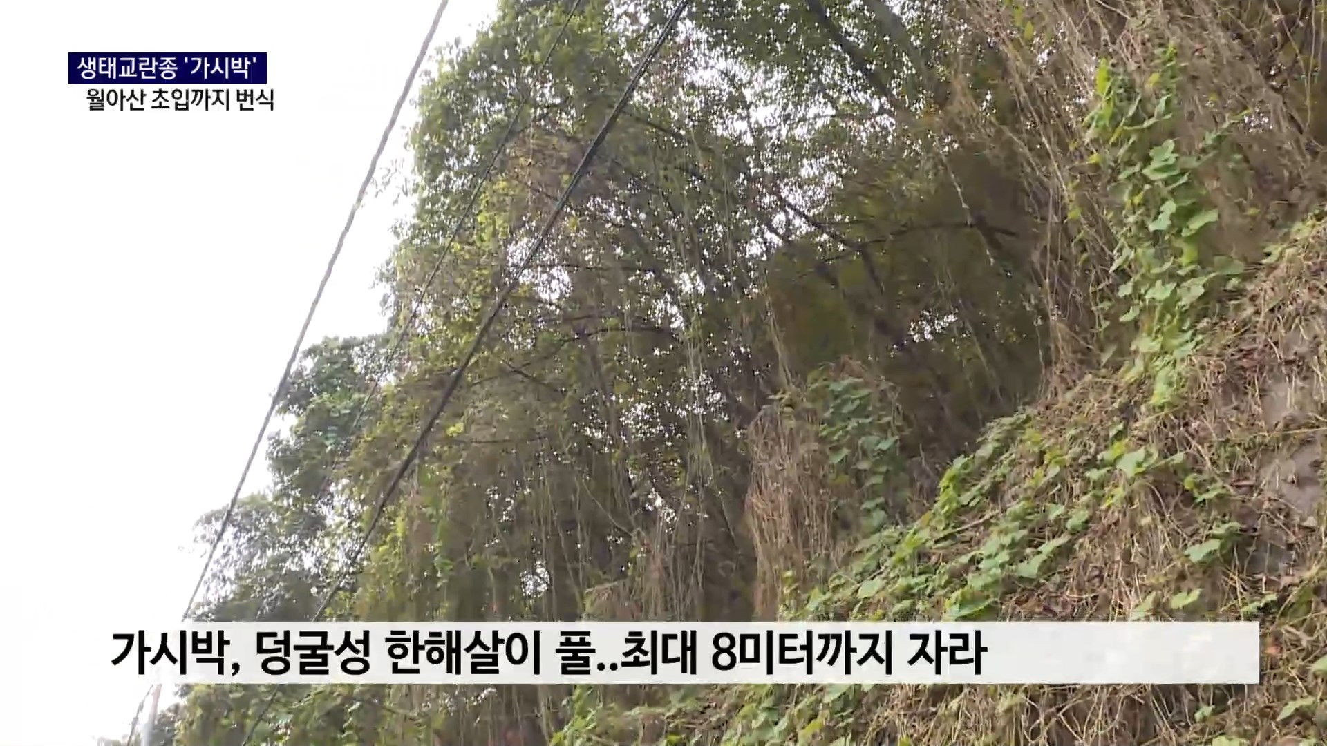 (R) 생태교란종 '가시박', 월아산 초입까지 번식 사진