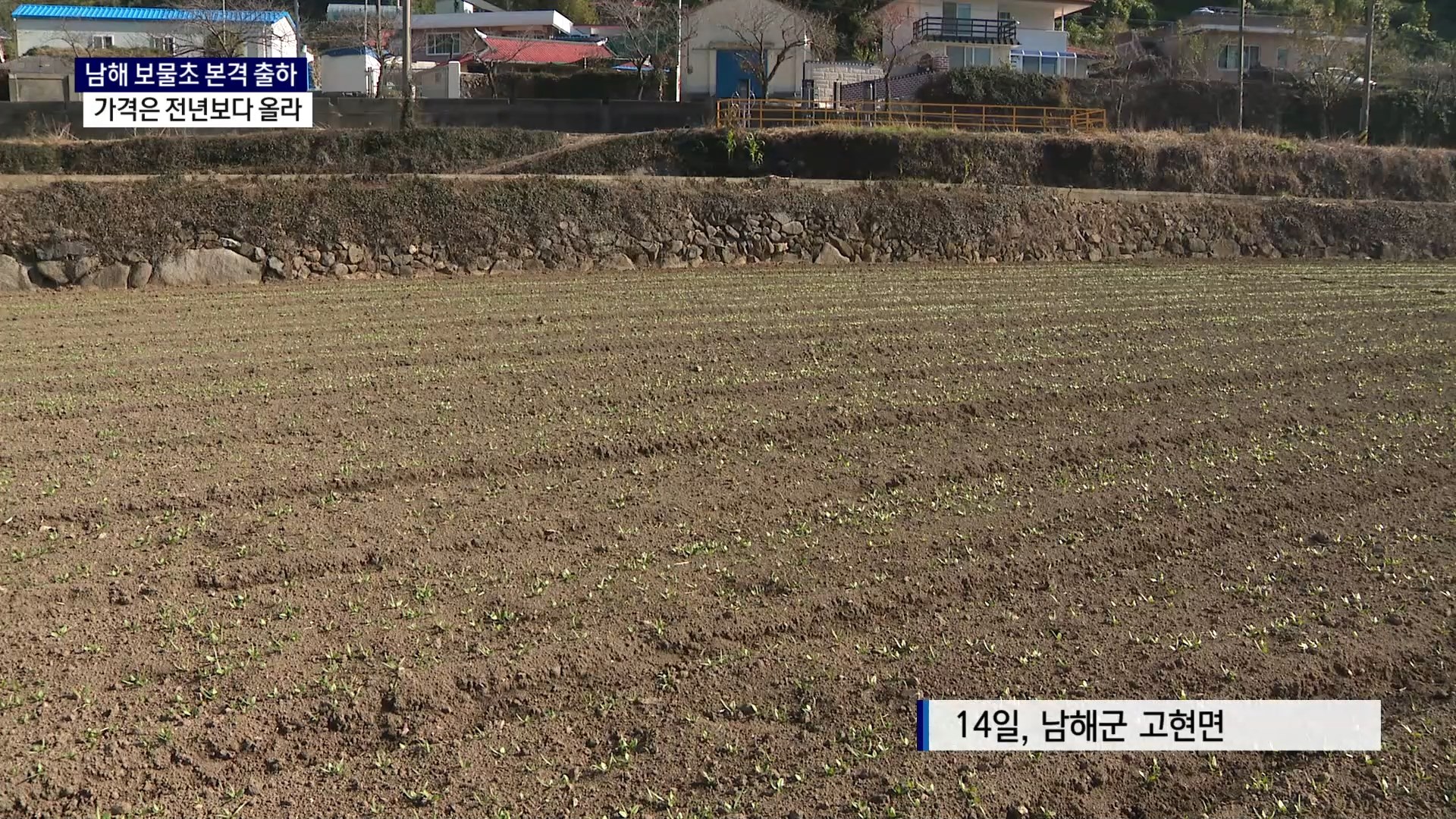 (R) 남해 보물초 본격 출하..가격은 전년보다 올라 사진