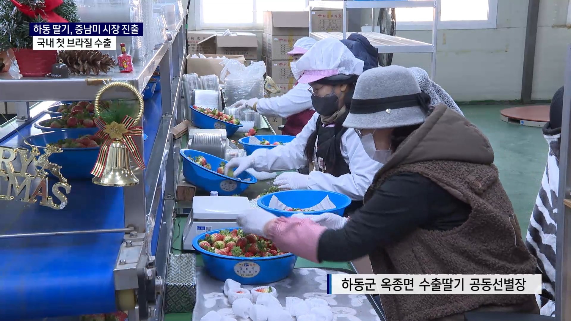 (25일용 R) 하동 딸기, 국내 첫 브라질 수출..중남미 시장 뚫다 사진