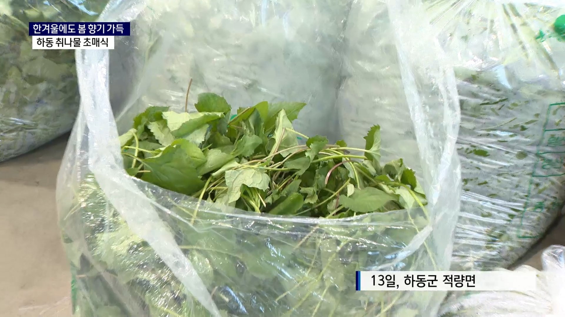 (R) 한겨울에도 봄 향기 가득..하동 취나물 초매식 사진