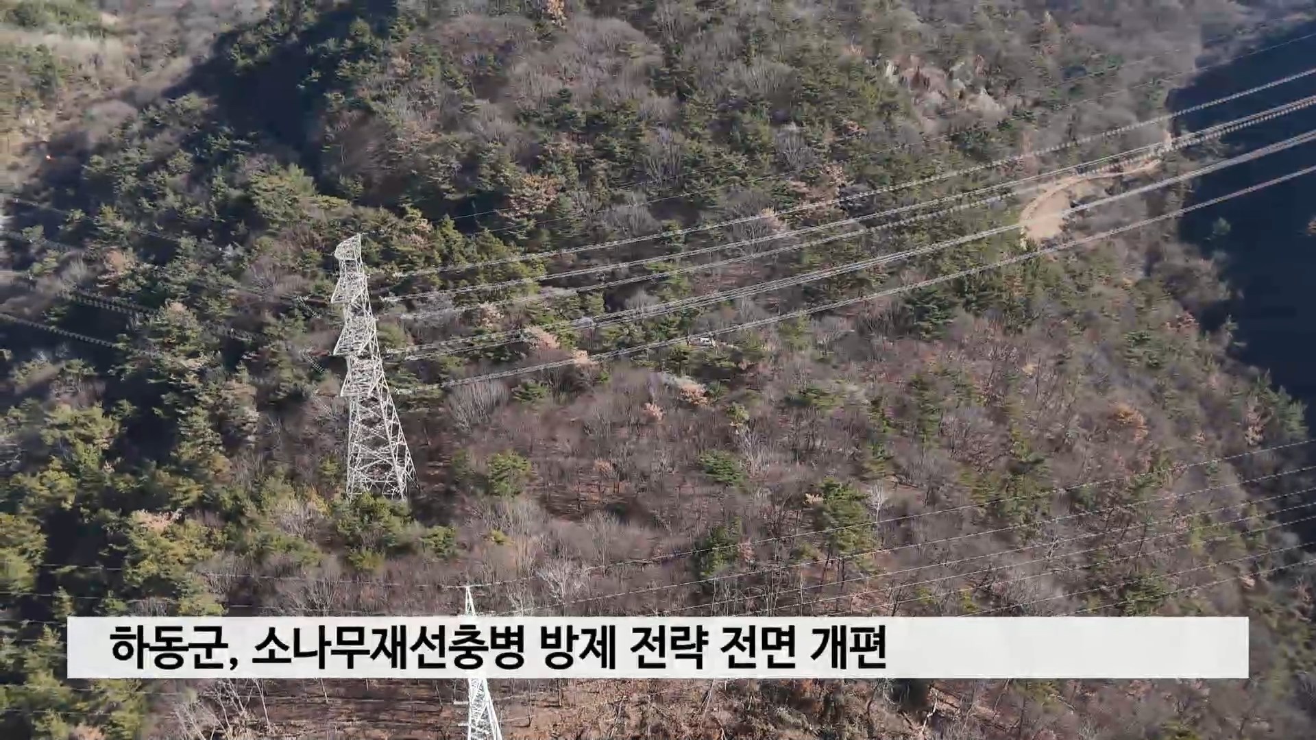 하동군, 소나무재선충병 방제 전략 전면 개편 사진