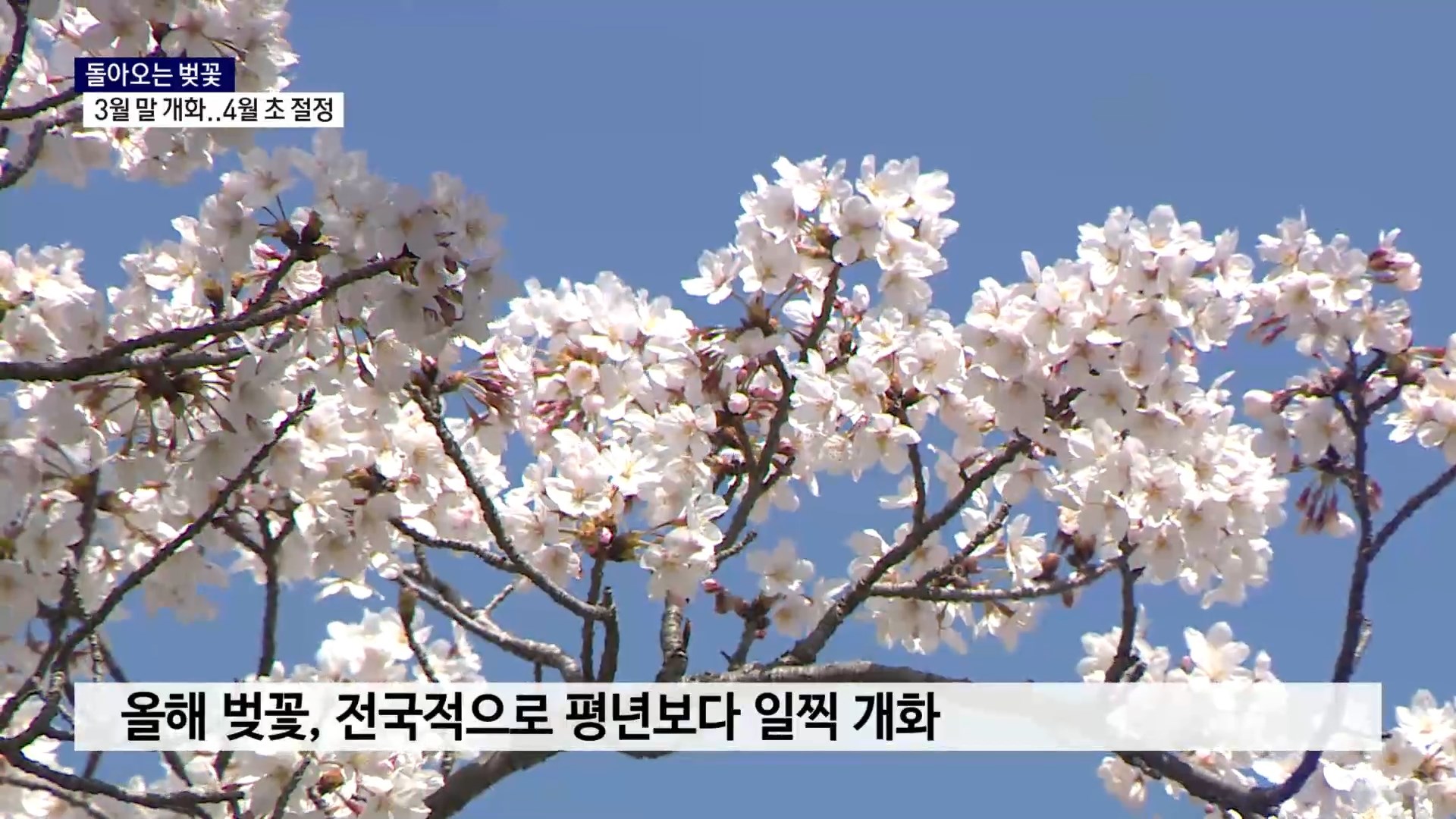 (R) 휘날리는 봄바람..흩날리는 벚꽃잎은 언제쯤 사진