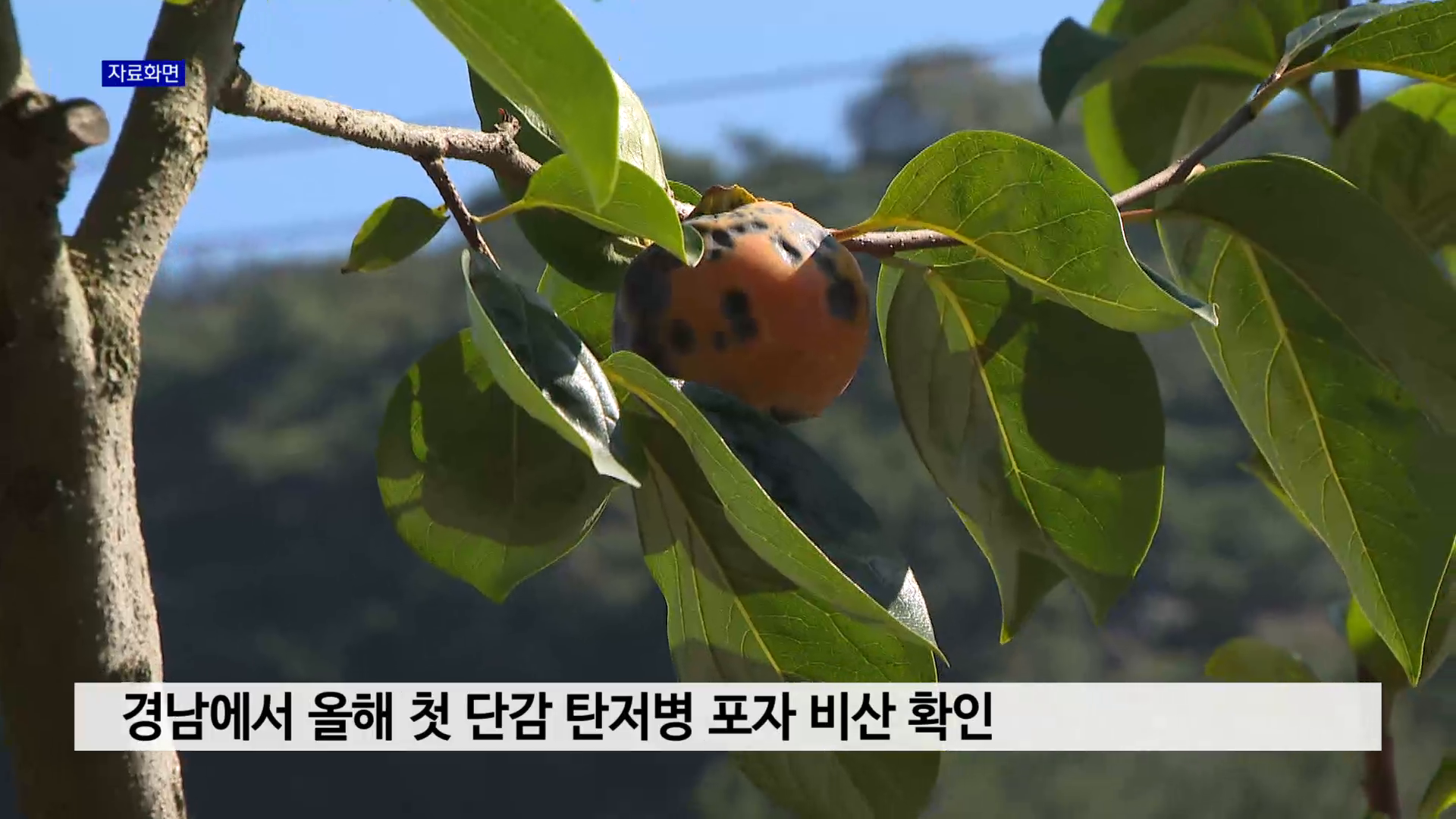 경남에서 올해 첫 단감 탄저병 포자 비산 확인 사진