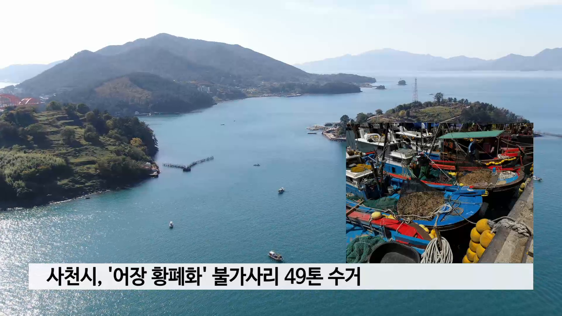 사천시, '어장 황폐화' 불가사리 49톤 구제 사진