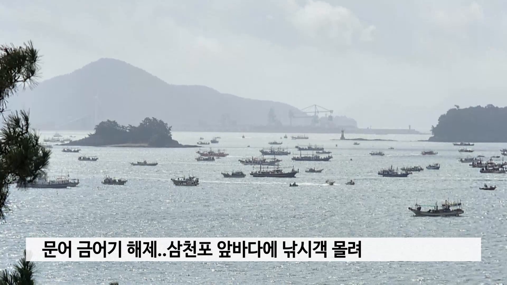 문어 금어기 해제..삼천포앞바다에 낚시객 몰려 사진