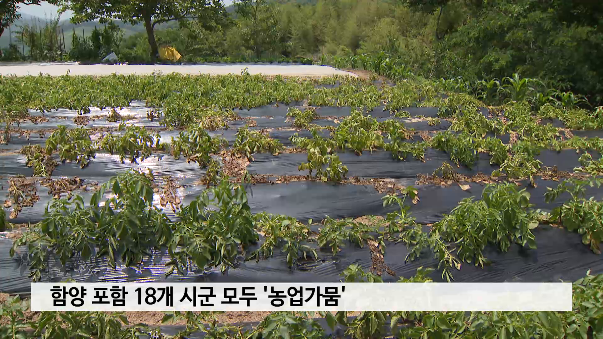 함양 포함 18개 시군 모두 '농업가뭄' 사진
